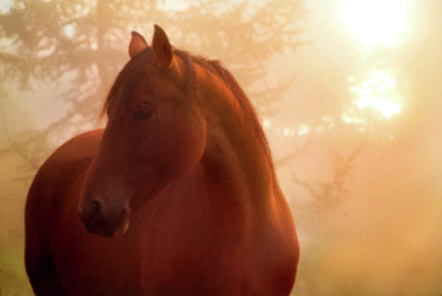 Bay Horse In Fog At Sunrise Photograph by Anne Louise Macdonald Of Hug A Horse Farm