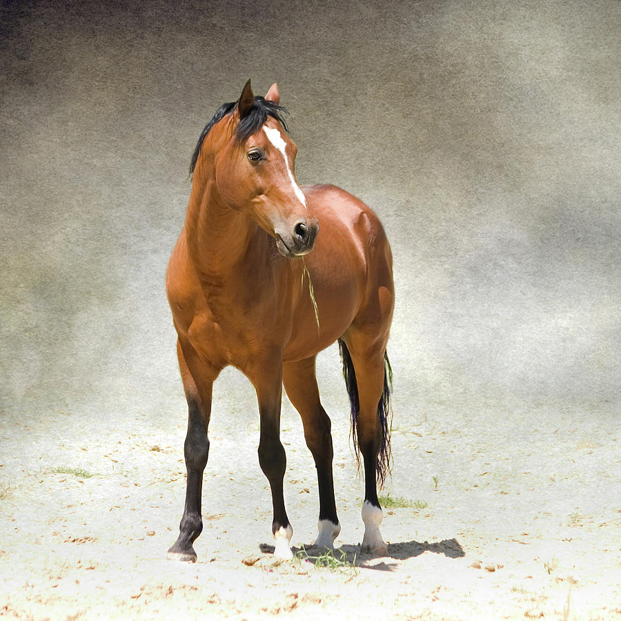 Bay Horse Standing With Grass In His Photograph by Christiana Stawski