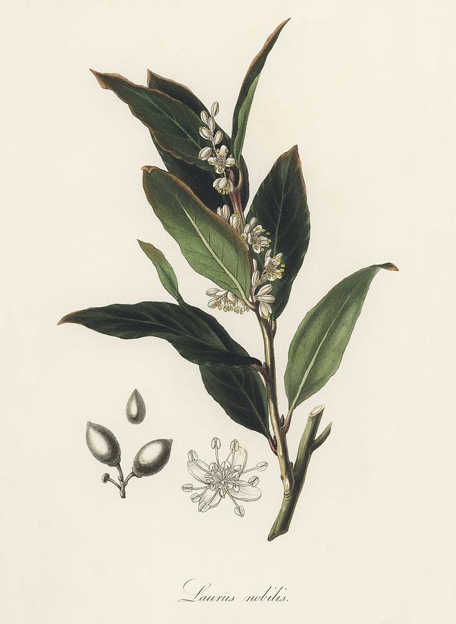 Nature Painting - Bay laurel  Laurus nobilis  illustration from Medical Botany  1836 by John Stephenson and James Mor by Celestial Images