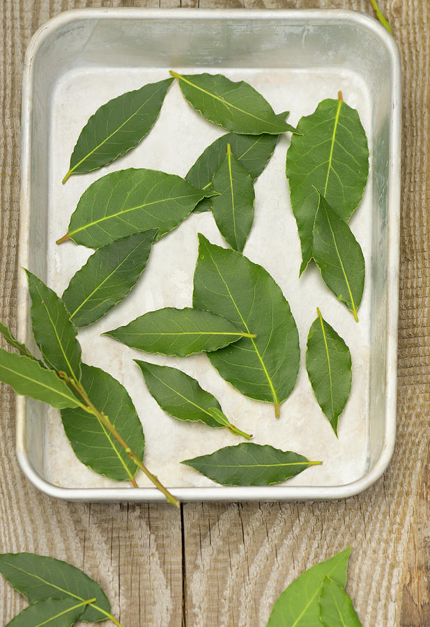 Bay Leaves Being Dried In A Tin Photograph by Martina Schindler