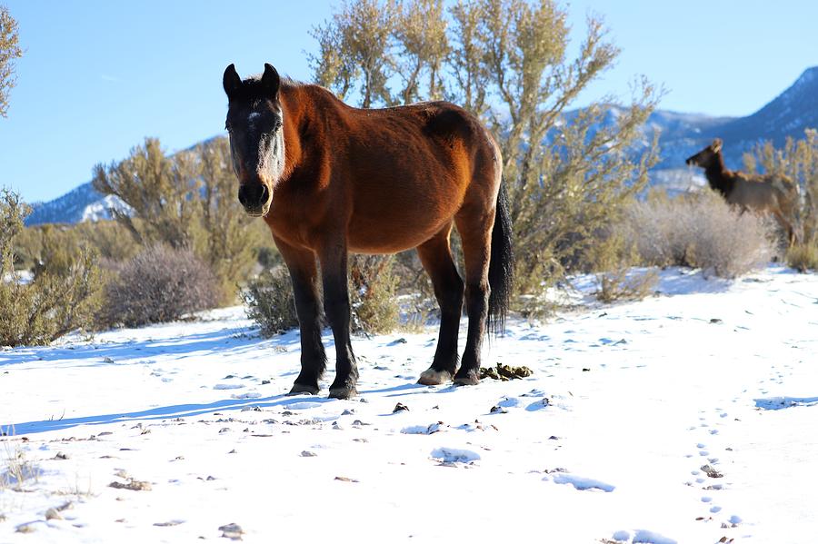 Winter Photograph - Bay  Mustang by Maria Jansson