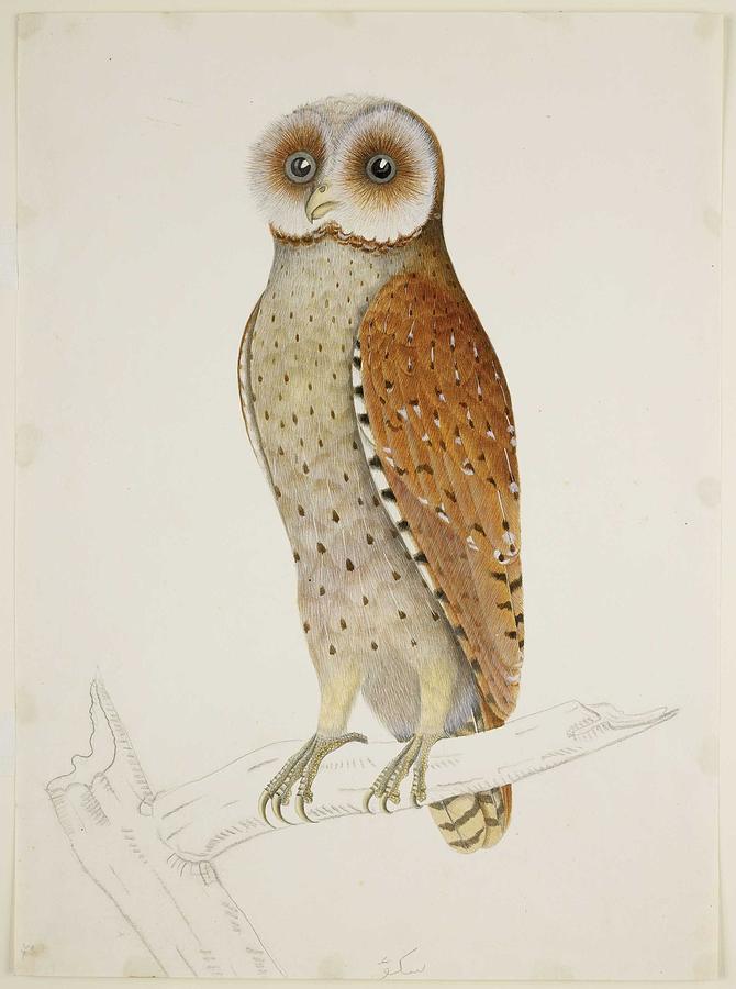 Owl Painting - Bay Owl 1824 by  Briois  J.  J Briois  by Celestial Images