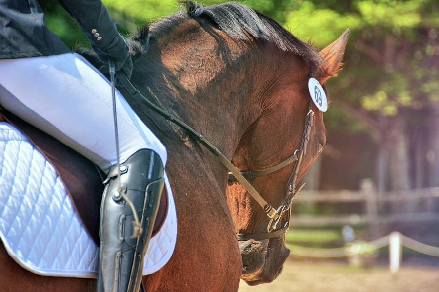 Bay Showing Photograph by Dressage Design