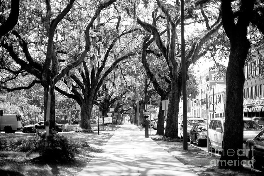Tree Photograph - Bay Street Savannah by John Rizzuto
