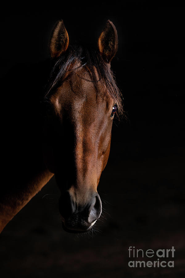 Bay Thoroughbred Portrait on Black background Photograph by Michelle Wrighton