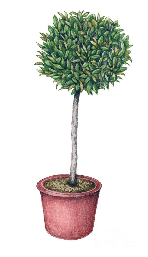 Bay Tree (laurus Nobilis) In Pot Photograph by Science Photo Library Bay Tree (laurus Nobilis) In Pot Photograph by Science Photo Library