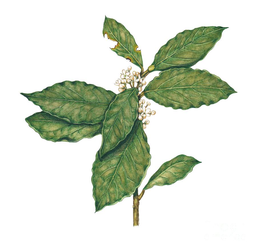 Laurus nobilis