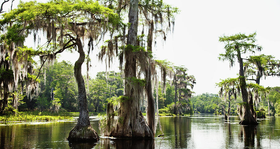 Bayou Landscape In Southern Mississippi Photograph by Ron Levine