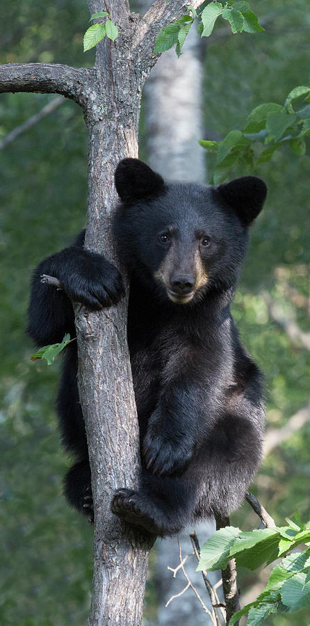 BB11 Cub Up A Tree Photograph by Judy Syring - Fine Art America