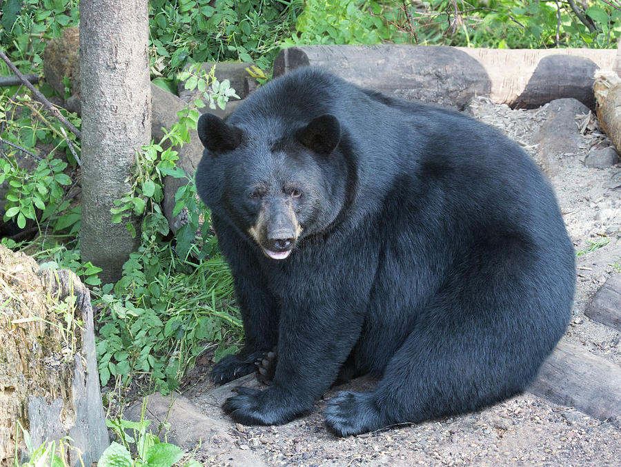 Bb16 Large Black Bear Photograph By Judy Syring - Fine Art America