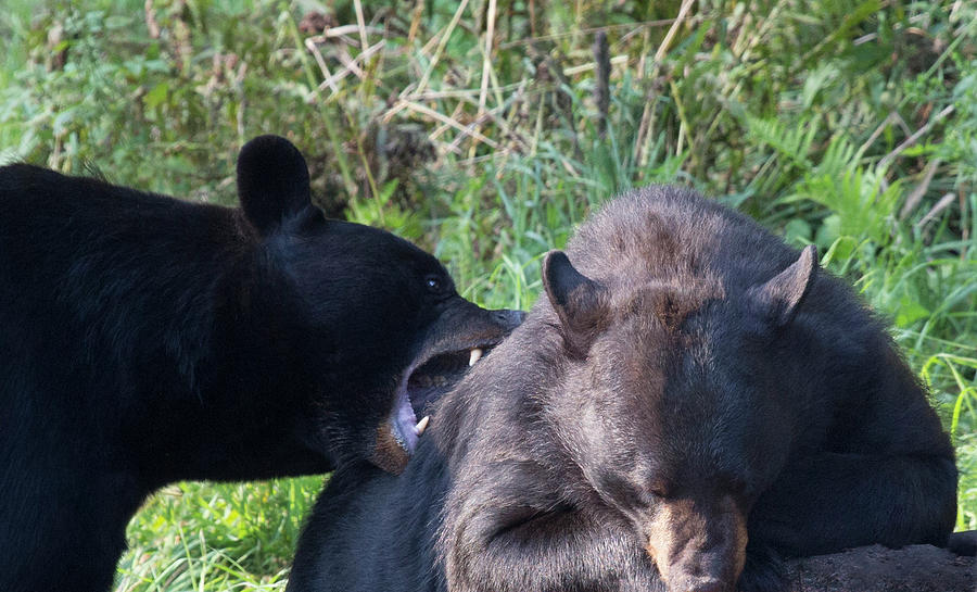 BB23 Bear Nips Another Bear Photograph by Judy Syring - Fine Art America