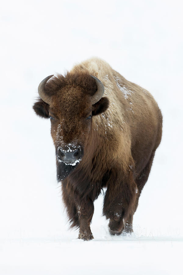 Be careful... American Bison in winter Photograph by Ralf Kistowski ...