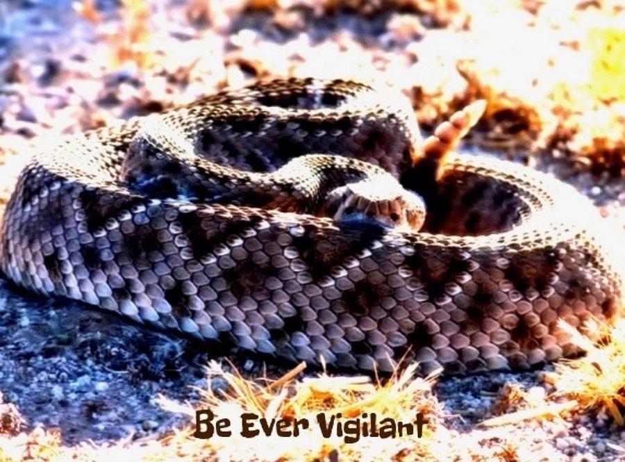 Be Ever Vigilant 2 Photograph by Judy Kennedy