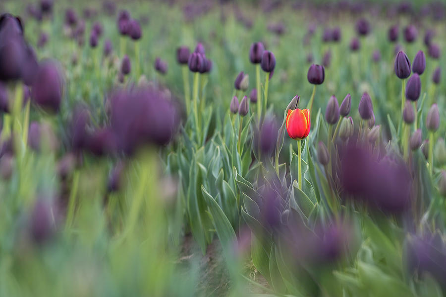 Be that One by Johanna Froese Be that One by Johanna Froese