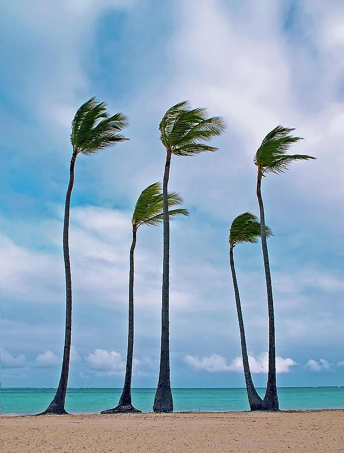 Beach And Coconut Trees Photograph by Photography By Roger Zayas©