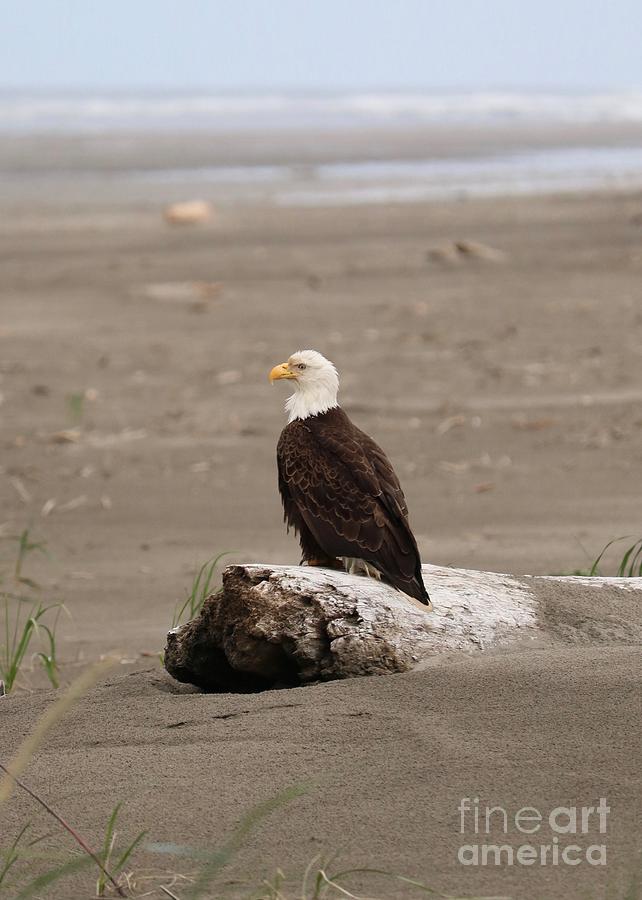 Beach Bald Eagle Photograph by Carol Groenen