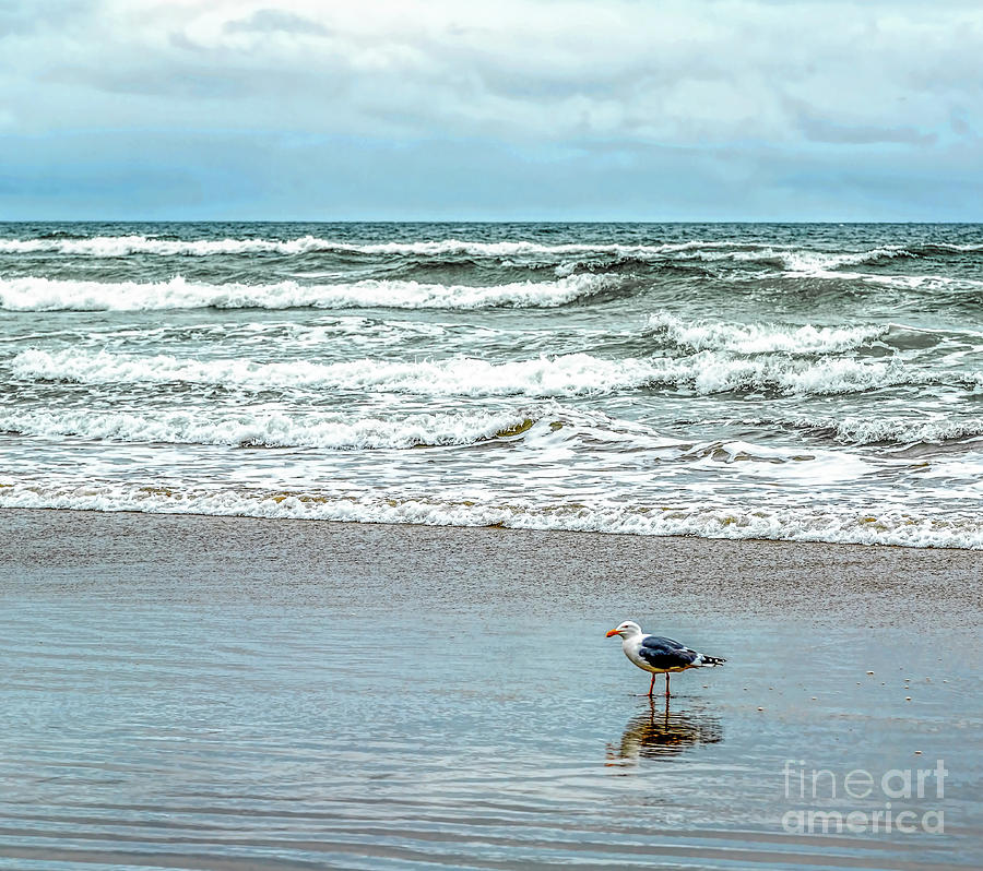 Beach Bird Photograph by Jon Burch Photography
