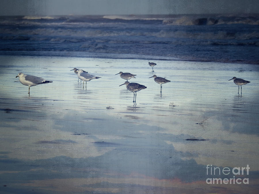 Beach Birds Photograph by Ella Kaye Dickey