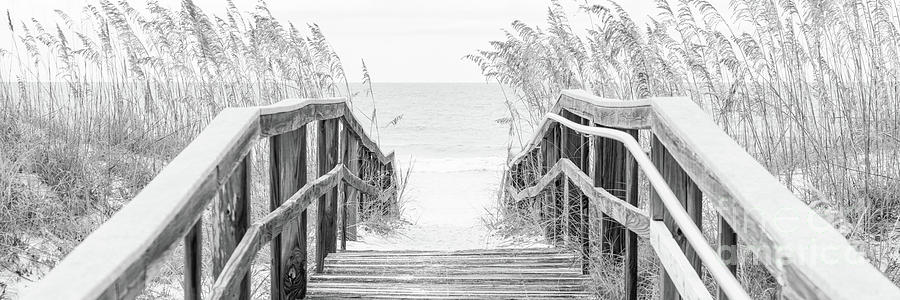 Beach Boardwalk and Sea Oats Florida Black and White Panorama  Photograph by Paul Velgos