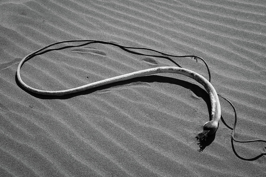 Beach Bones 1 Photograph by Peter Tellone