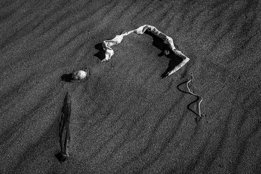 Beach Bones 10 Photograph