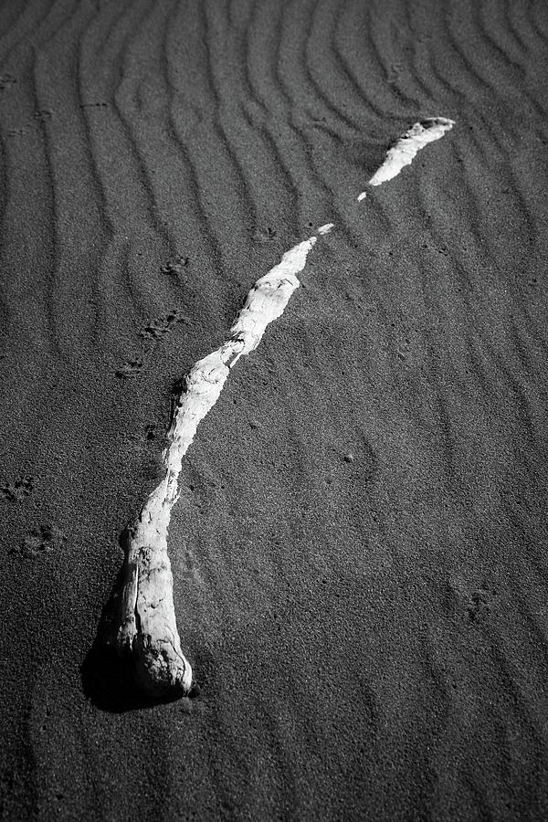 Beach Bones 13 Photograph by Peter Tellone