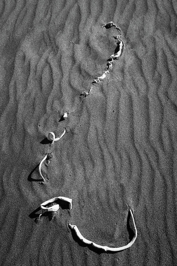 Beach Bones 14 Photograph