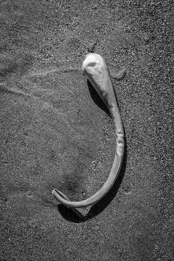 Beach Bones 16 Photograph