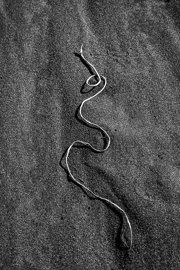 Beach Bones 17 Photograph by Peter Tellone