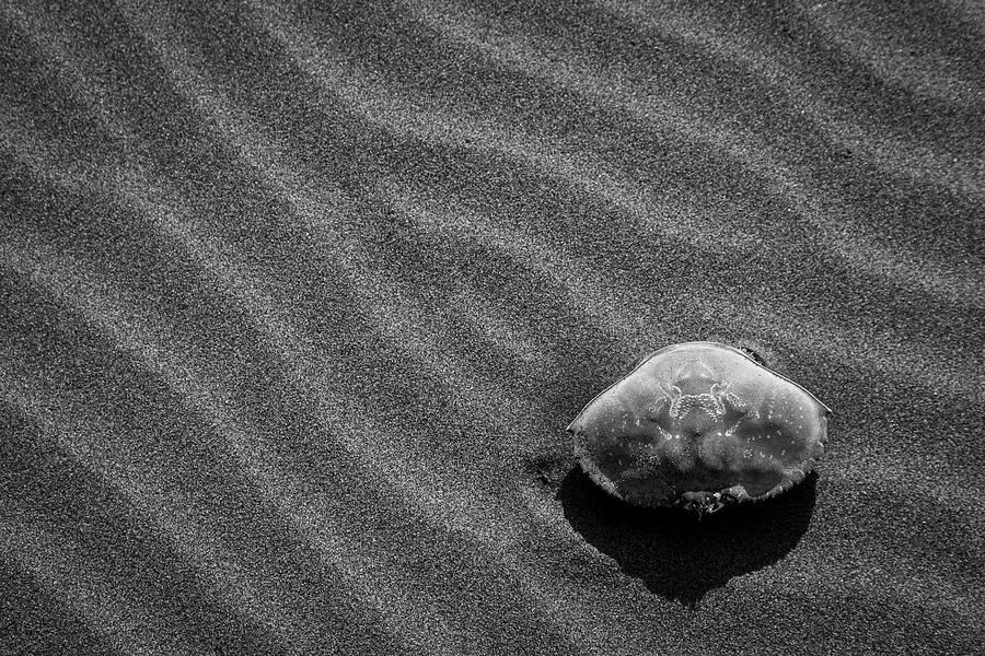 Beach Bones 18 Photograph by Peter Tellone