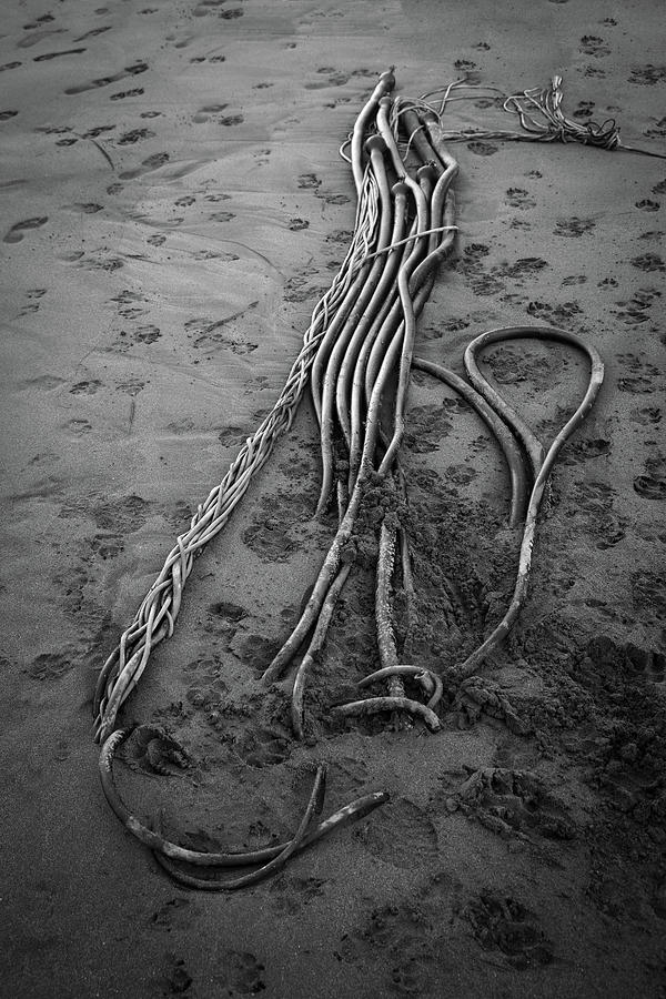 Beach Bones 3 Photograph