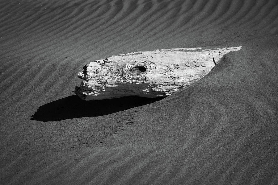 Beach Bones 4 Photograph by Peter Tellone