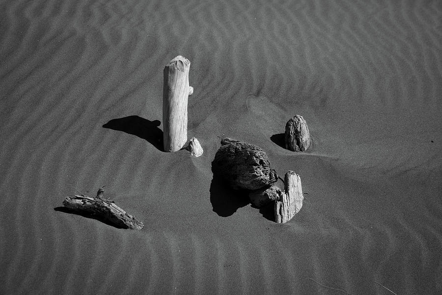 Beach Bones 5 Photograph by Peter Tellone