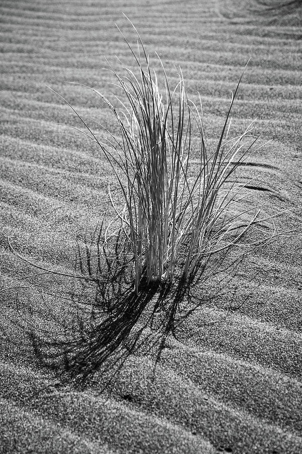 Shell Photograph - Beach Bones 6 by Peter Tellone