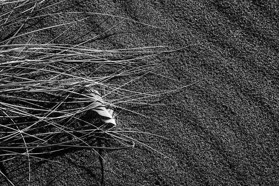 Beach Bones 7 Photograph by Peter Tellone