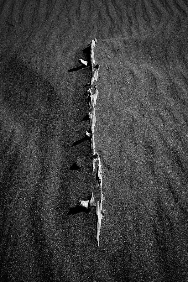 Beach Bones 8 Photograph by Peter Tellone