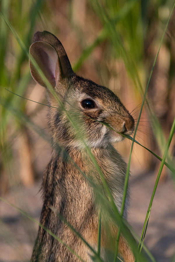 Beach Bunny Photograph by Linda Bonaccorsi Beach Bunny Photograph by Linda Bonaccorsi