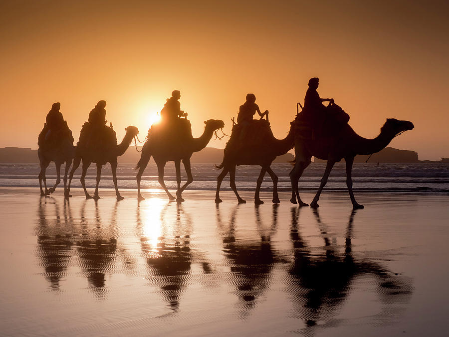Camel Trek
