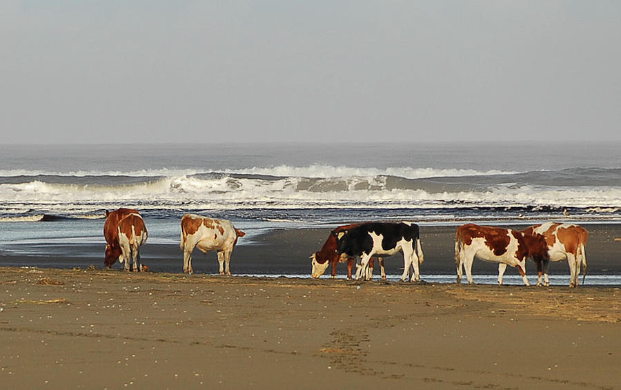 Beach Cows Photograph by Marc Shandro