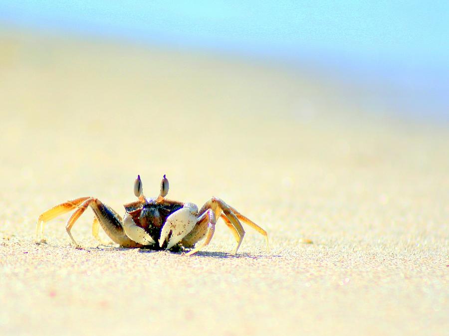 Beach Photograph - Beach Crab by A Rey