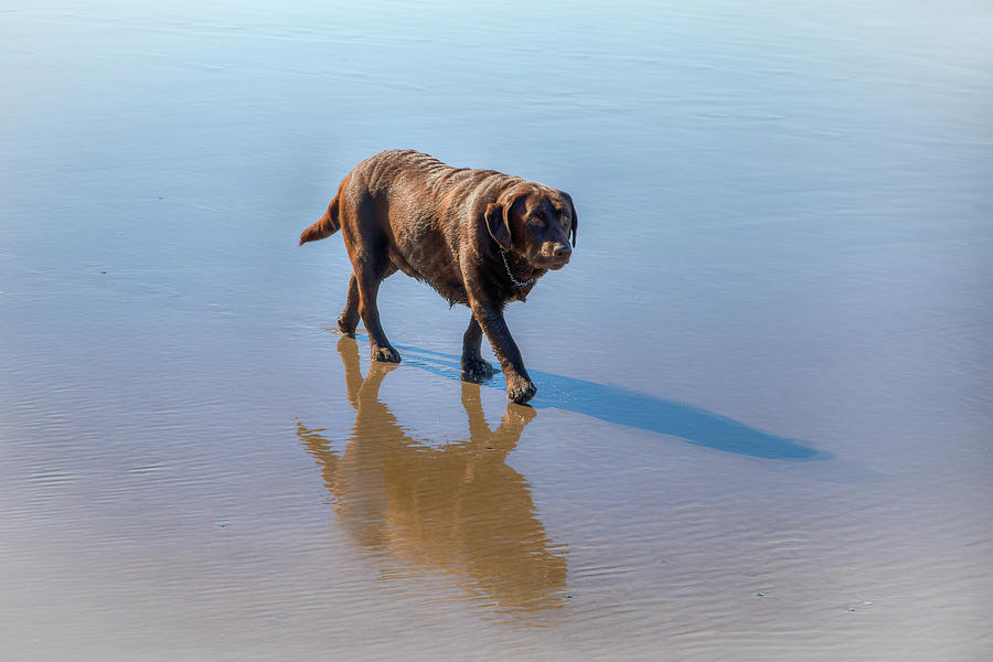Beach Dog 0930 Photograph by Kristina Rinell