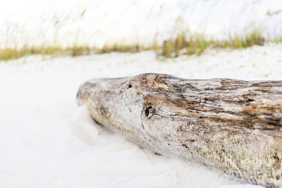 Beach Driftwood Pensacola Beach Florida Photo Photograph by Paul Velgos