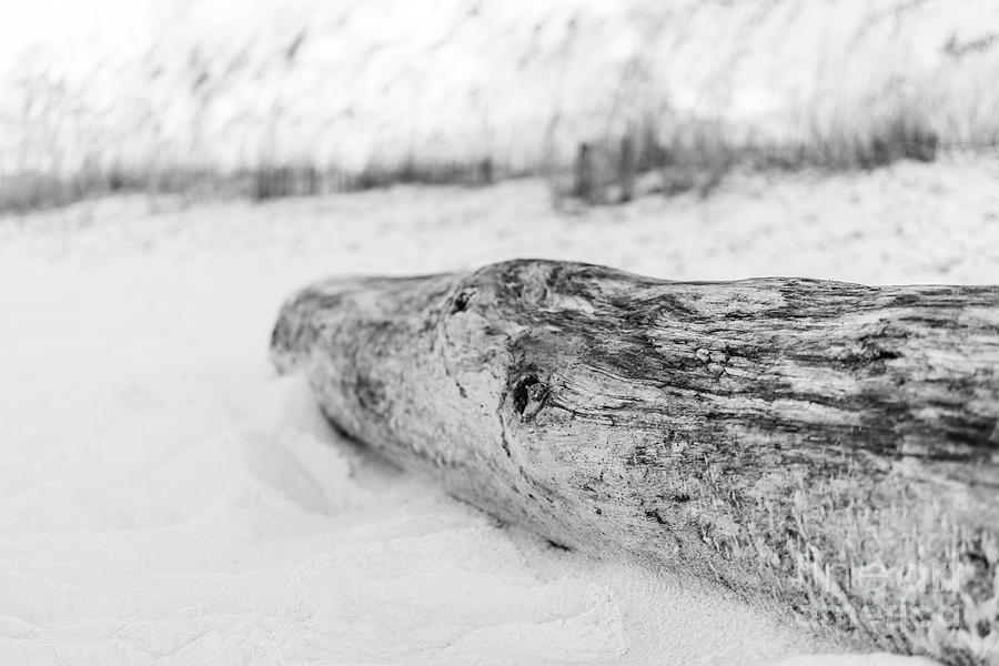 Beach Driftwood Pensacola Florida Black and White Photo Photograph by Paul Velgos