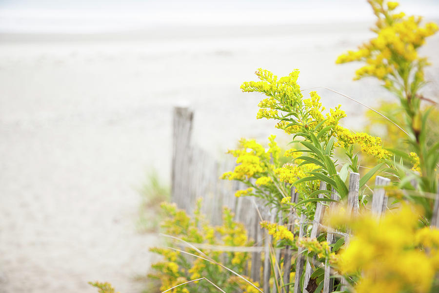 Beach Fence With Yellow Flowers Photograph by Jacqueline Veissid