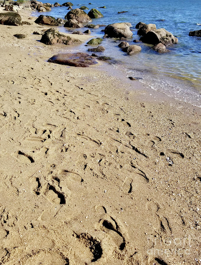 Beach Footprints  Photograph by Raymond Earley