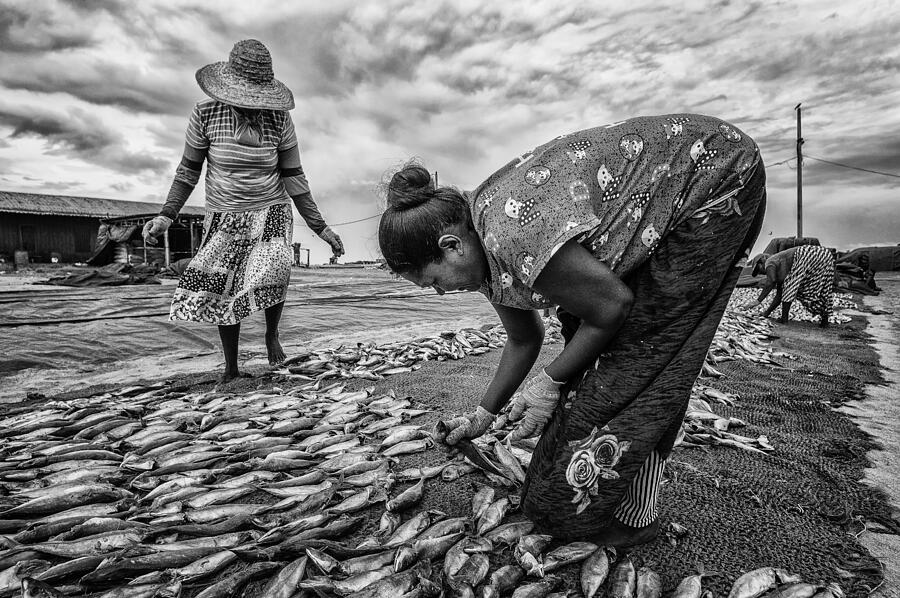 Beach Full Of Dried Fish Photograph by Pavol Stranak