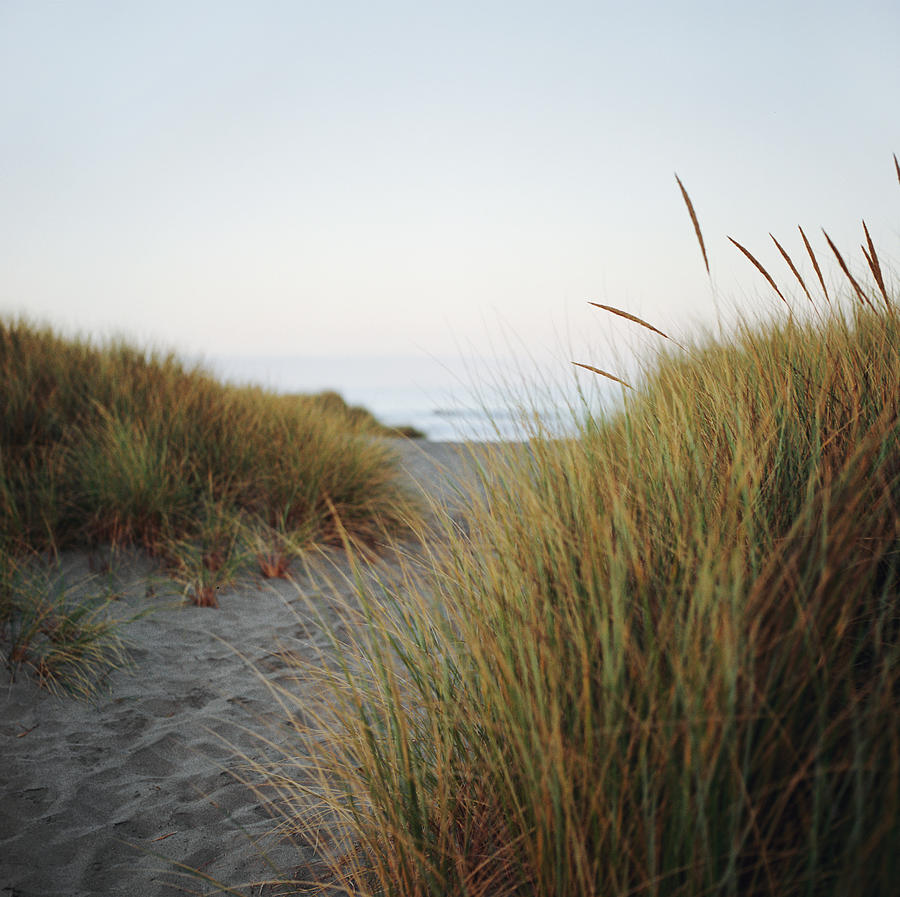 Beach Grass And Sandy Trail To Ocean Photograph by Danielle D. Hughson