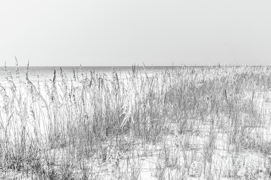 Beach Grass and Sea Oats  Florida Black and White Photo Photograph by Paul Velgos