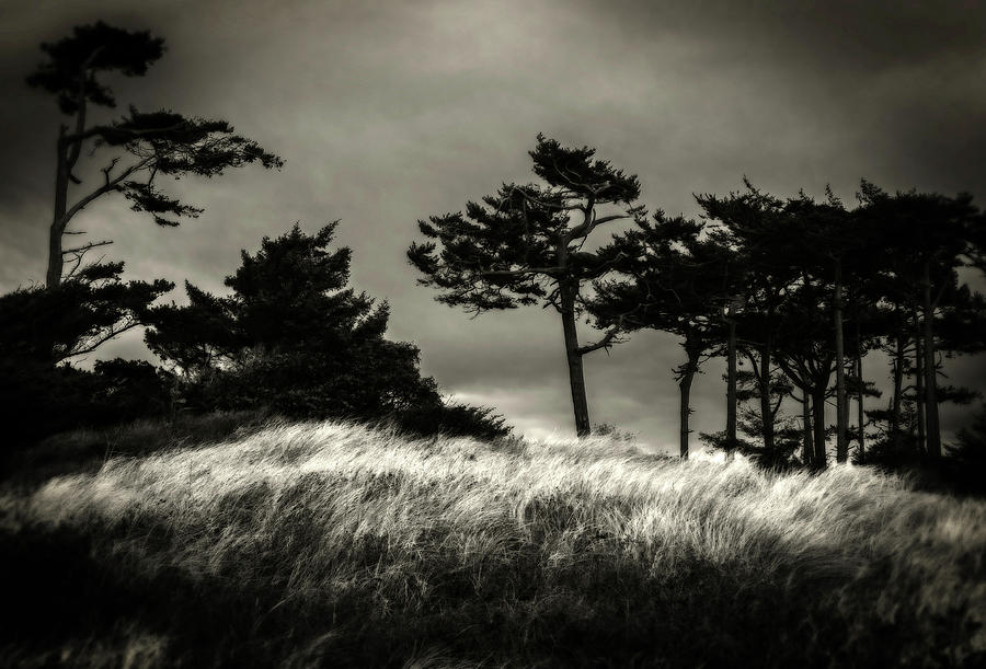 Beach Grass and Trees Photograph by Bud Simpson