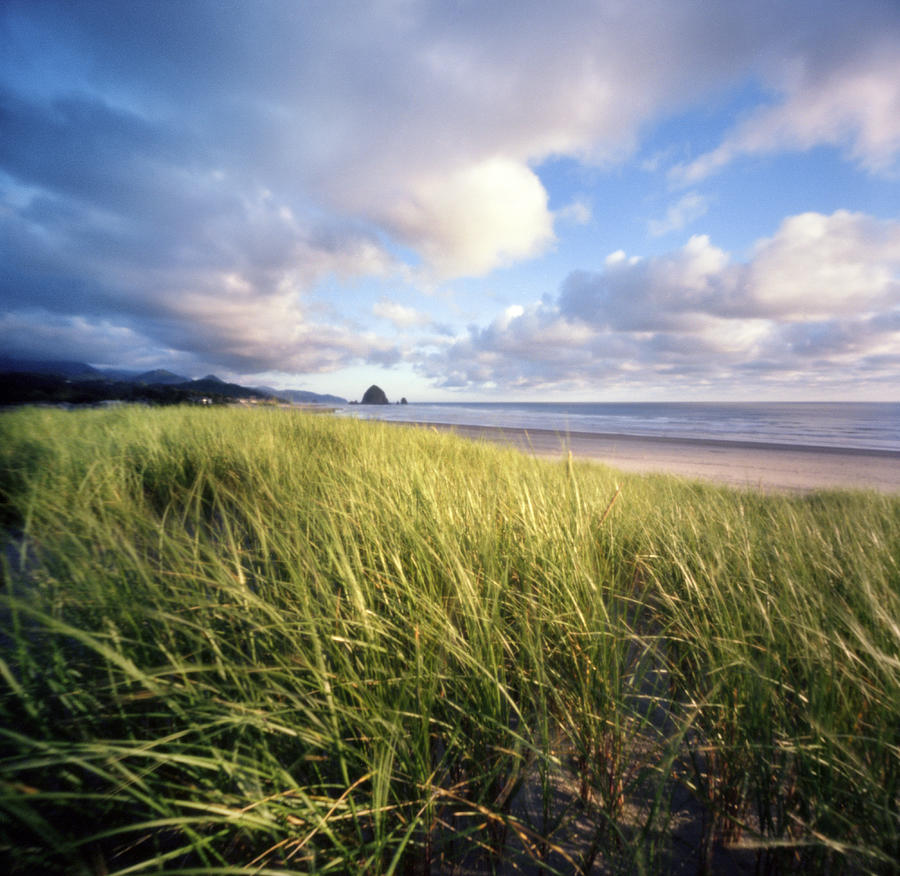 Beach Grass At Sunset Along Oceans Edge Photograph by Danielle D. Hughson